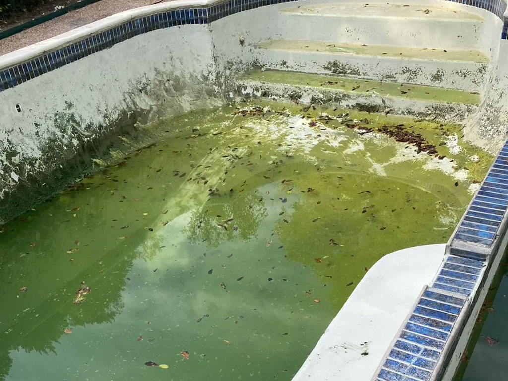 Neglected pool before service